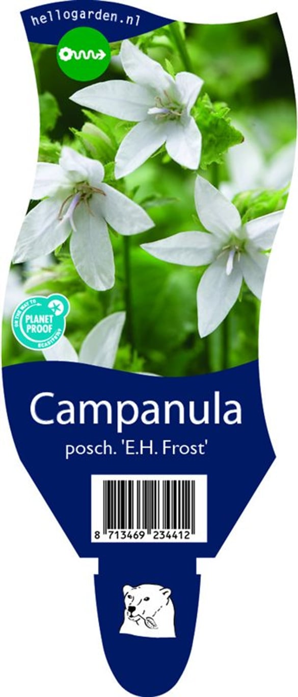 Campanula posch. 'E.H. Frost' - P11